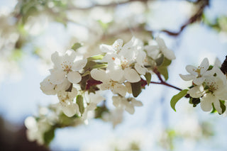 White Apple Blossom