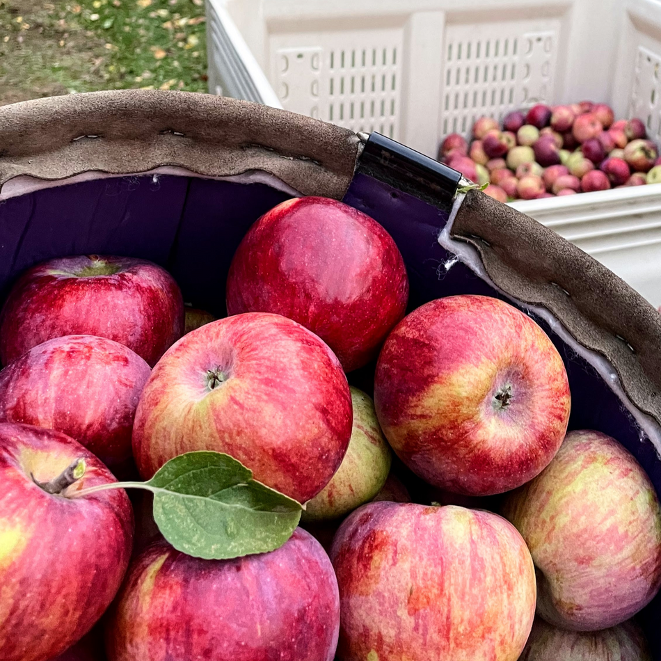 Apple Orchard In Eau Claire, WI The Glass Orchard