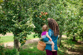 Mother picking apples with her toddler daughter at The Glass Orchard