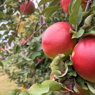 Apples on an apple tree